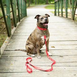 Country Brook Design Deluxe Anchors Away Dog Collar, Red, Small slide 2 of 8