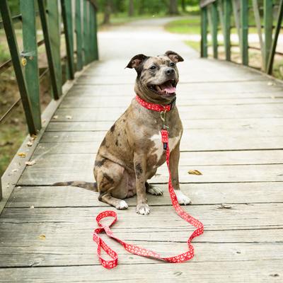 Show full view: Country Brook Design Deluxe Anchors Away Dog Collar, Red, Small slide 2 of 8