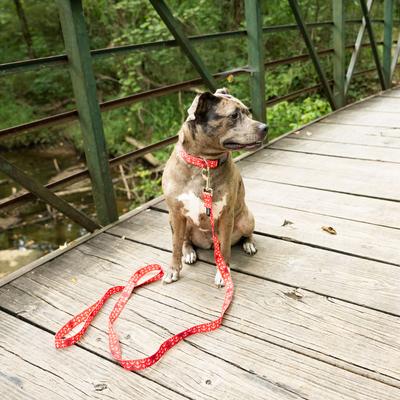 Show full view: Country Brook Design Deluxe Anchors Away Dog Collar, Red, Small slide 3 of 8