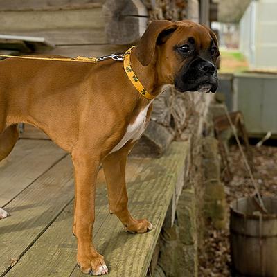 Show full view: Country Brook Design Deluxe Busy Bee Dog Collar, Large slide 4 of 8