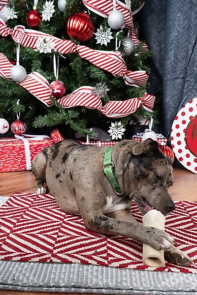 Show full view: Country Brook Design Candy Cane Christmas Martingale Dog Collar, Small slide 3 of 7