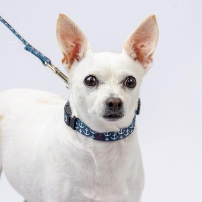 Show full view: Country Brook Design Deluxe Anchors Away Dog Collar, Blue, Medium slide 3 of 7