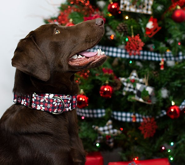 Show full view: Country Brook Design Christmas Plaid Martingale Dog Collar, X-Small slide 2 of 6
