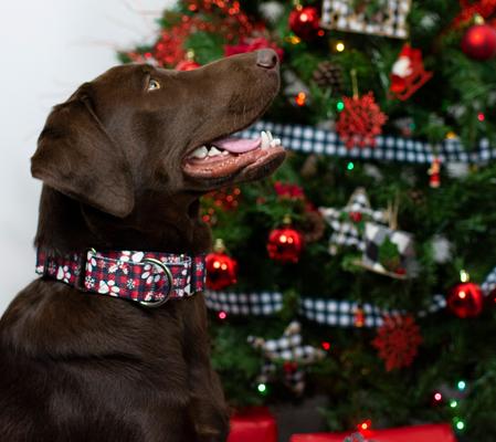 Show full view: Country Brook Design Christmas Plaid Martingale Dog Collar, Medium slide 3 of 7