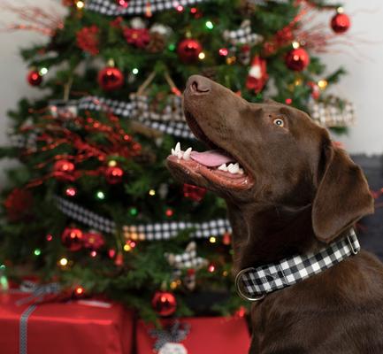 Show full view: Country Brook Design Black & White Buffalo Plaid Martingale Dog Collar, Medium slide 3 of 7