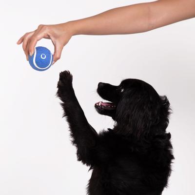 Show full view: Ubbi Tennis Ball Tough Dog Toy, 4 pack, Blue & Charcoal slide 3 of 4