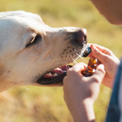 Show full view: Honest Paws Full-Spectrum Hemp Oil Tincture for Dogs Less Than 25-lbs, 125-mg, Well Blend, 30-mL slide 7 of 8