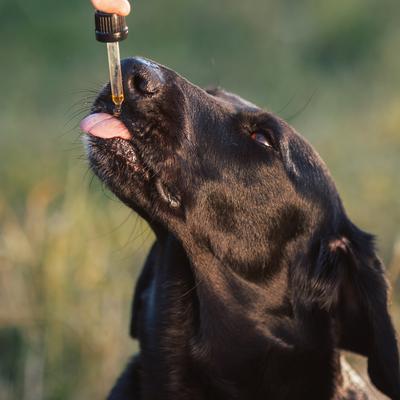 Show full view: Honest Paws Full-Spectrum Hemp Oil Tincture for Dogs 51-74-lbs, 500-mg, Mobility Blend, 30-mL slide 7 of 8