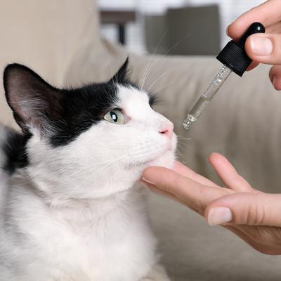 Show full view: Honest Paws Full-Spectrum Hemp Oil Tincture for Cats Less Than 25-lbs, 125-mg, Well Blend, 30-mL slide 7 of 8