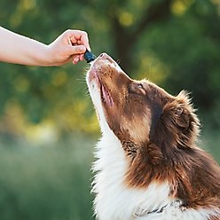 Honest Paws Full-Spectrum Hemp Oil Tincture for Dogs Less Than 25-lbs, 125-mg, Calm Blend, 30-mL slide 2 of 7