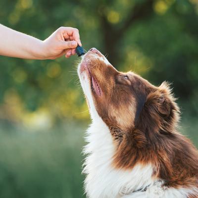 Show full view: Honest Paws Full-Spectrum Hemp Oil Tincture for Dogs 25-50-lbs, 250-mg, Calm Blend, 30-mL slide 7 of 9