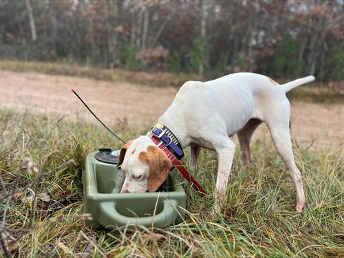Show full view: Dakota 283 Dine N Dash Dakota Guard Antimicrobial Dog Feeding System, Olive slide 4 of 5