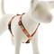 Show in main carousel: LupinePet Original Designs Crazy Daisy Adjustable Dog Harness, Small: 12 to 20-in chest, 3/4-in wide slide 1 of 6