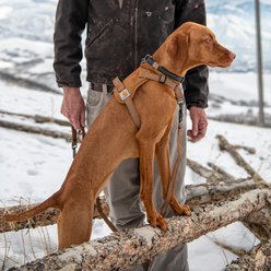Carhartt Nylon Duck No Pull Reflective Dog Harness, Brown, Large: 26-35-in chest