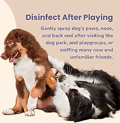 Glacier Peak Holistics Colloidal Silver Dental Spray for Dogs & Cats, 2-fl oz slide 2 of 5