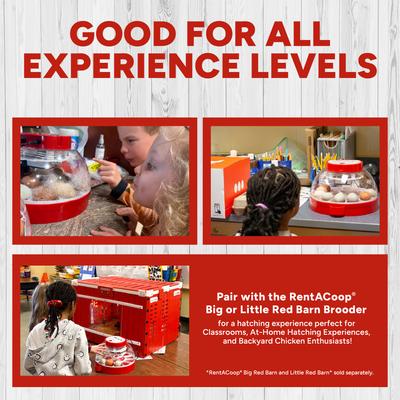 Show full view: RentACoop Smart 16 Egg Incubator with Built-In Candler slide 7 of 9