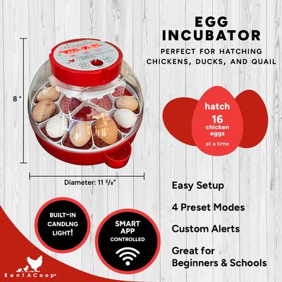 Show full view: RentACoop Smart 16 Egg Incubator with Built-In Candler slide 2 of 9