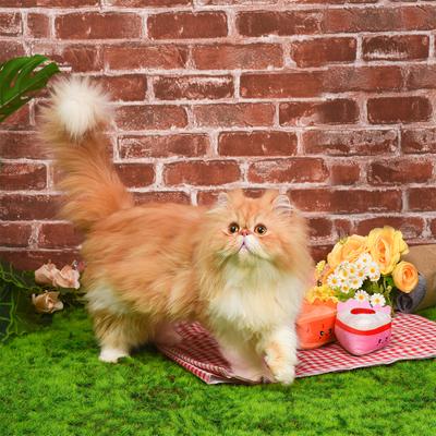 Show full view: HugSmart Pet Kitten Party Carrot Cake Cat Toy slide 8 of 9