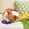 Show in main carousel: HugSmart Pet Squeakin' Vegetables Eggplant Dog Toy slide 3 of 3