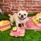 Show in main carousel: HugSmart Pet Picnic Time Charcuterie Board Dog Toy slide 9 of 9