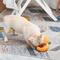 Show in main carousel: HugSmart Pet Fruity Critterz Pineapple Dog Toy slide 7 of 7