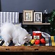 Show in main carousel: HugSmart Pet Food Party Tomato Can Dog Toy slide 7 of 7