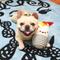 Show in main carousel: HugSmart Pet Fiesta Chewsday Burrito Dog Toy slide 6 of 7