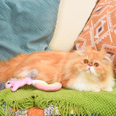 Show full view: HugSmart Pet Crazy Catcher Unicorn& Rainbow Cat Toy slide 8 of 9