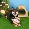 Show in main carousel: HugSmart Pet Camping Pups S' More Dog Toy slide 9 of 9