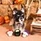Show in main carousel: HugSmart Pet Witchy Dog Witches Brew Dog Toy slide 8 of 9