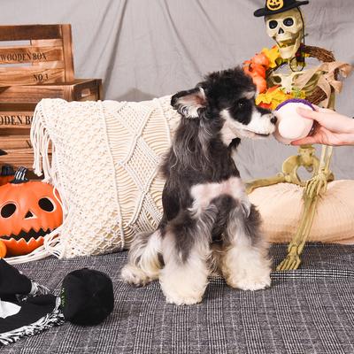 Show full view: HugSmart Pet Witchy Dog Witches Brew Dog Toy slide 6 of 9