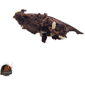 ABDragons Powder Orange Isopods Live Reptile Food, 25 Count