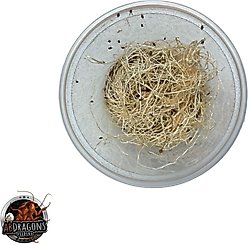 ABDragons Freshly Started Flightless Fruit Fly Cutures Drosophila Hydei Live Reptile Food slide 2 of 2