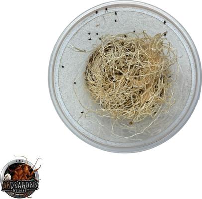 Show full view: ABDragons Freshly Started Flightless Fruit Fly Cutures Drosophila Hydei Live Reptile Food slide 2 of 3