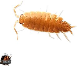 ABDragons Powder Orange Isopods Live Reptile Food, 25 Count