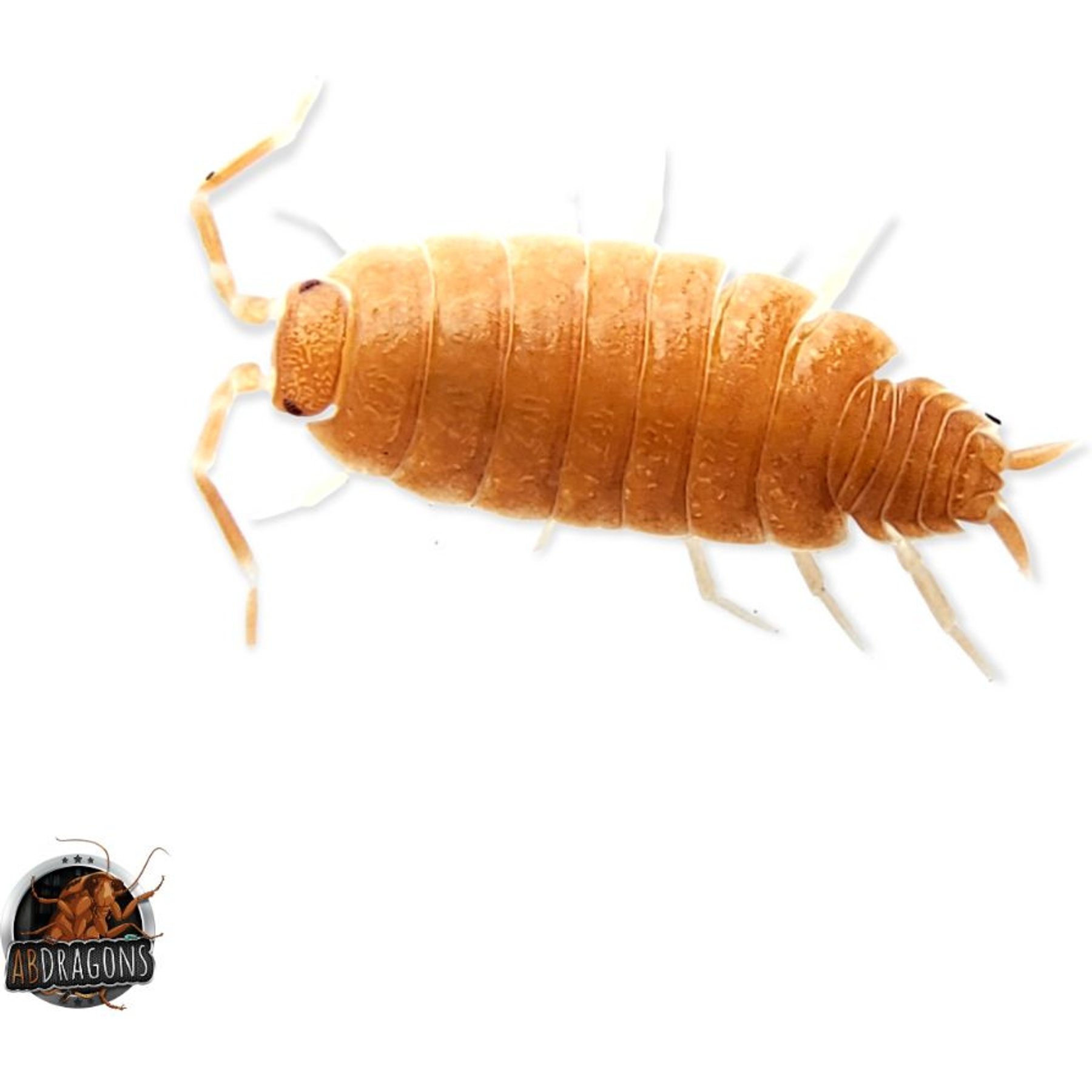 ABDragons Powder Orange Isopods Live Reptile Food, 25 Count