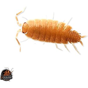 ABDragons Powder Orange Isopods Live Reptile Food, 25 Count