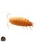 Show in main carousel: ABDragons Powder Orange Isopods Live Reptile Food, 25 Count slide 1 of 4