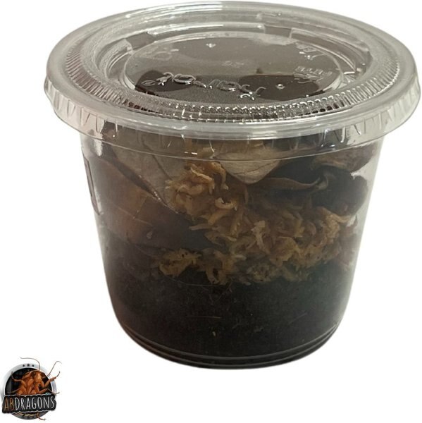 ABDragons Dwarf White Isopods Live Reptile Food, 25 count