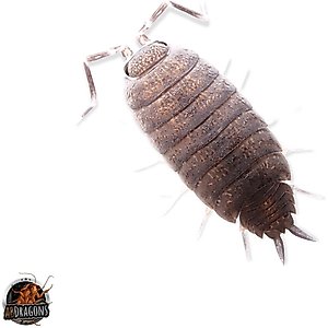 ABDragons Powder Blue Isopods Live Reptile Food, 25 Count