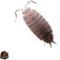 Show in main carousel: ABDragons Powder Blue Isopods Live Reptile Food, 25 Count slide 1 of 3