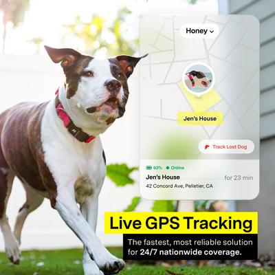 Show full view: Fi Series 3+ Smart Dog Collar, Gray, Small slide 3 of 12