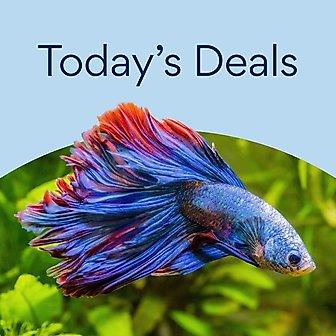 Today's Deals