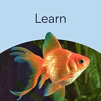 Learn
