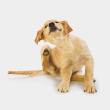 Shop all dog flea & tick prevention & treatment