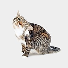 Shop all cat flea & tick prevention and treatment