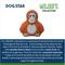 Show in main carousel: DogStar Wildlife Ozzie the Orangutan Squeaky Dog Plush Toy slide 5 of 5
