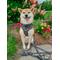 Show in main carousel: Sassy Woof Neon Frights Adjustable Dog Harness, Black, XX-Large: 25 to 37-in chest slide 5 of 5