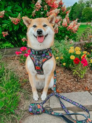 Show full view: Sassy Woof Neon Frights Adjustable Dog Harness, Black, XX-Large: 25 to 37-in chest slide 5 of 5