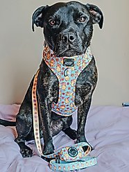 Sassy Woof Good Duck, Babe! Dog Poop Bag Dispenser, Blue slide 2 of 4